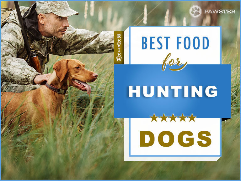 Best Foods for Hunting Dogs – Nutrition & Diet Tips
