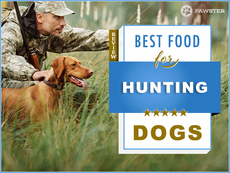 dog food for hunting dogs