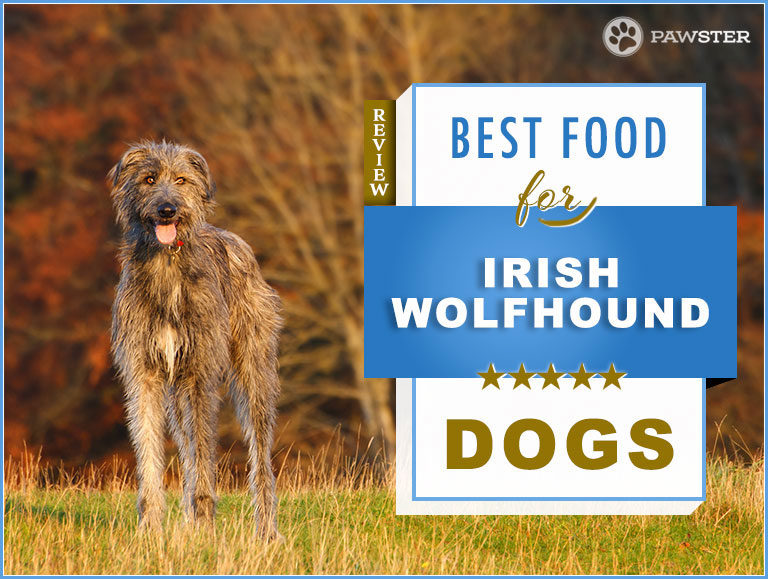 9 Best Foods to Feed and Adult and Puppy Irish Wolfhound in 2023
