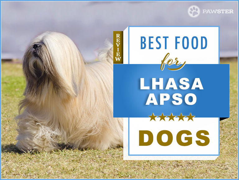 royal canin lhasa apso food