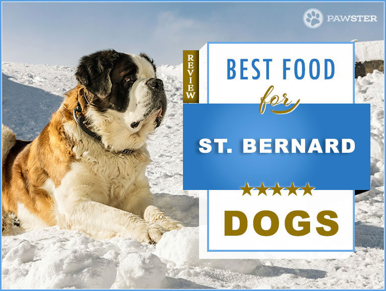 Best Dog Foods for Adult & Puppy St.Bernards – Nutrition Guide