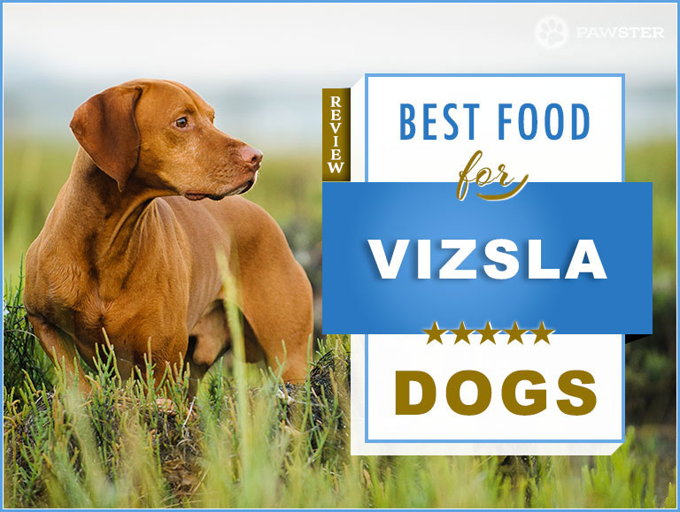 Foods To Feed an Adult and Puppy Vizsla 