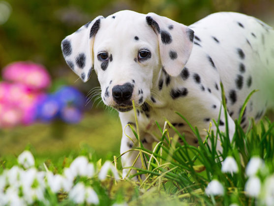 8 Best Foods To Feed an Adult and Puppy Dalmatian in 2023 + What to ...