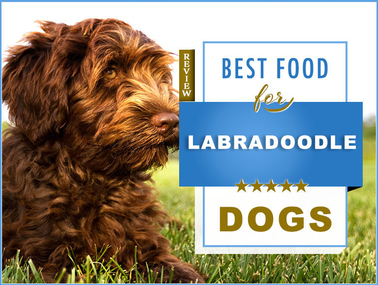 9 Best Foods to Feed an Adult and Puppy Labradoodle with Feeding Guide