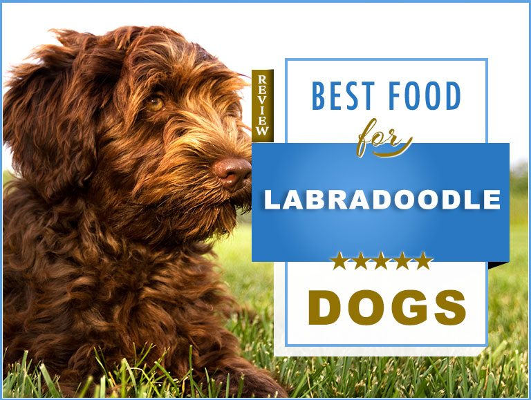 best treats for labradoodle puppies