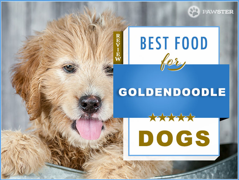 best puppy food for goldendoodle