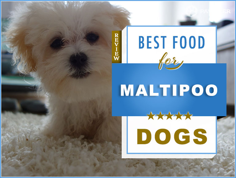 best maltipoo dog food