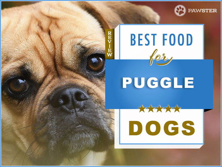 8 Best Puppy and Adult Foods to Feed a Puggle in 2020
