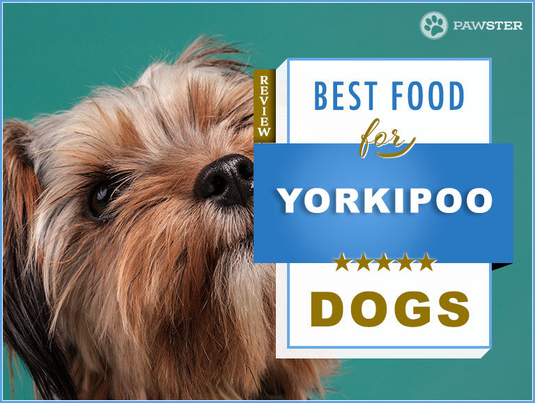 7 Best Dog Foods to Feed an Adult and Puppy Yorkipoo with Feeding Guide