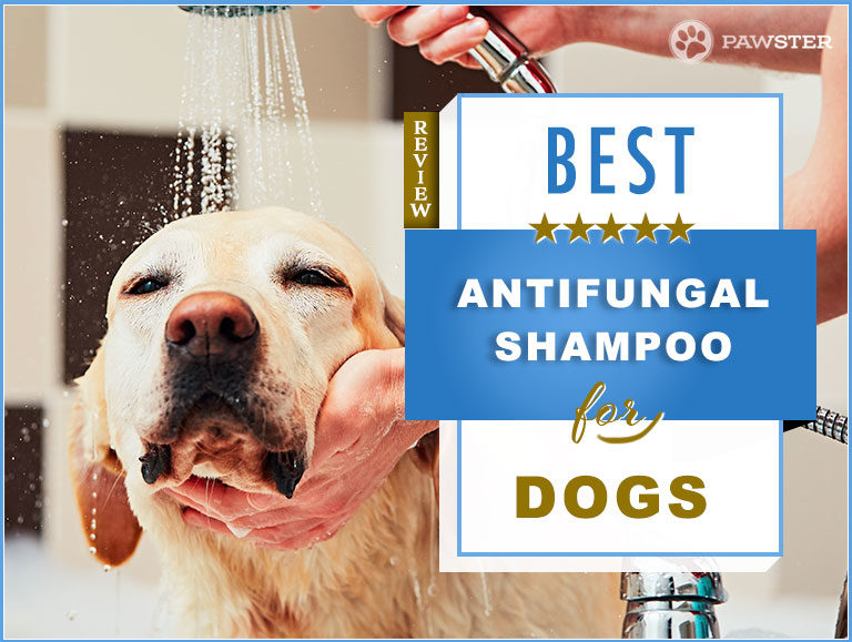 The 5 Best Antifungal Dog Shampoos in 2023