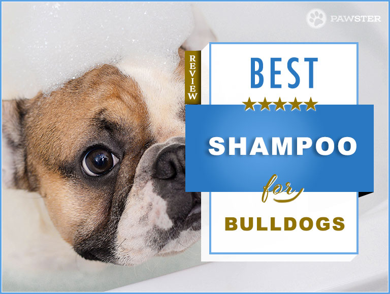 best shampoo for american bulldogs