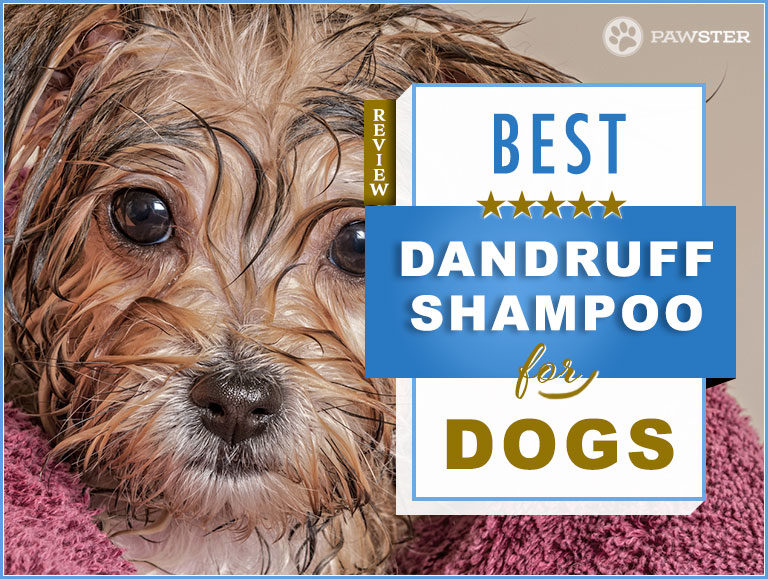 Best Shampoos for Dogs with Dandruff and Dry Hair in 2023