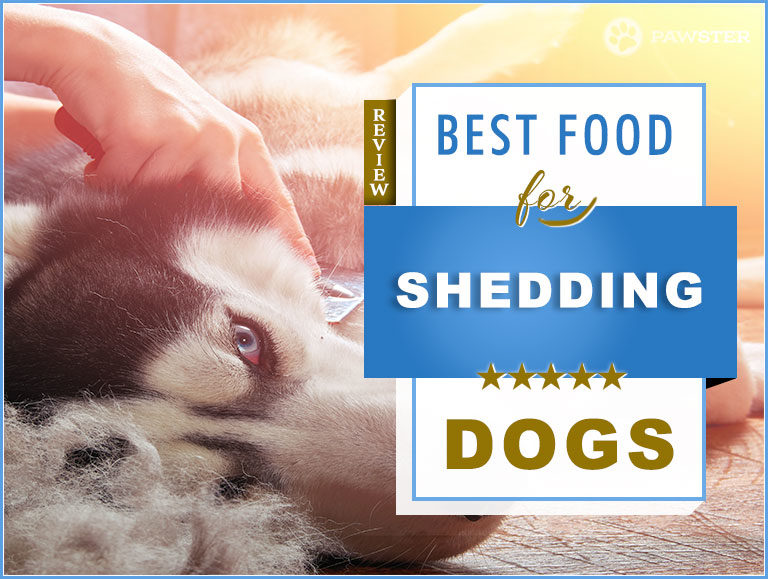 Best Food for Shedding Dogs : Our 2022 Guide