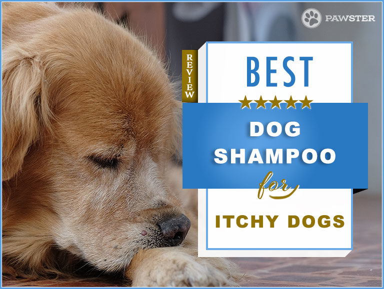 Best Dog Shampoo for Itching
