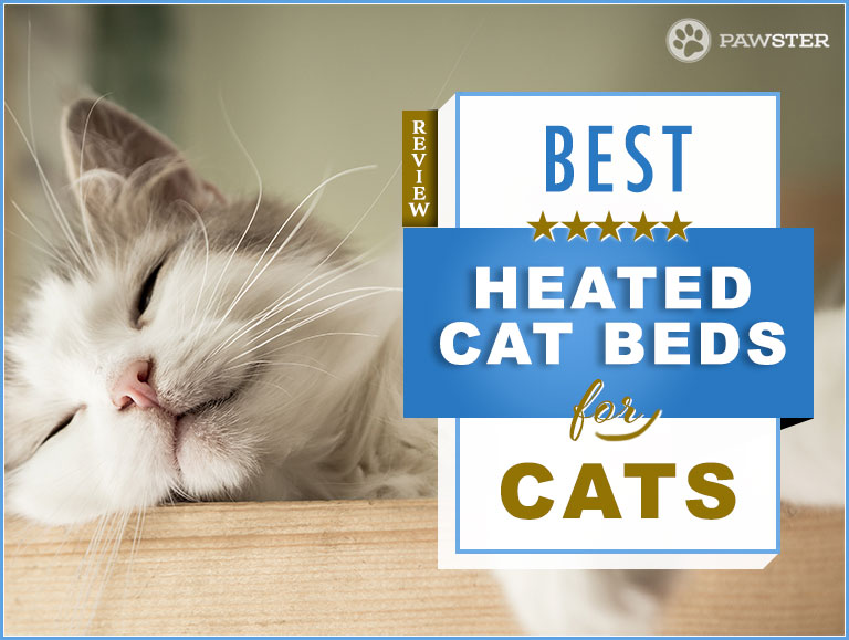 Best Heated Cat Bed For Your Cat Our 2019 Guide