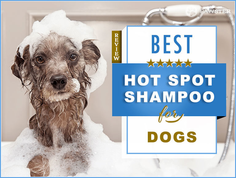 Best Shampoos for Dogs with Hot Spots in 2023