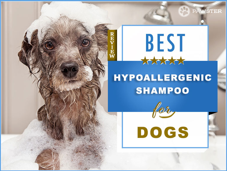 best deodorizing dog shampoo