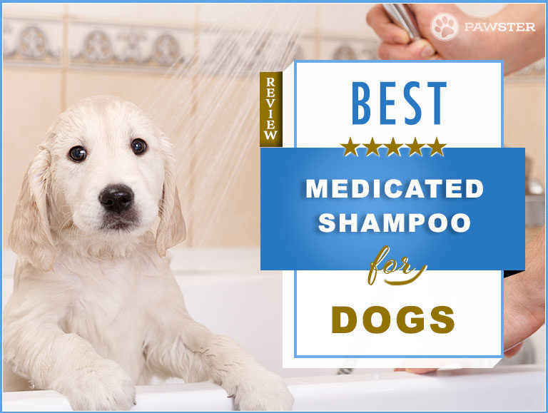 Best Medicated Shampoos for Dogs in 2022