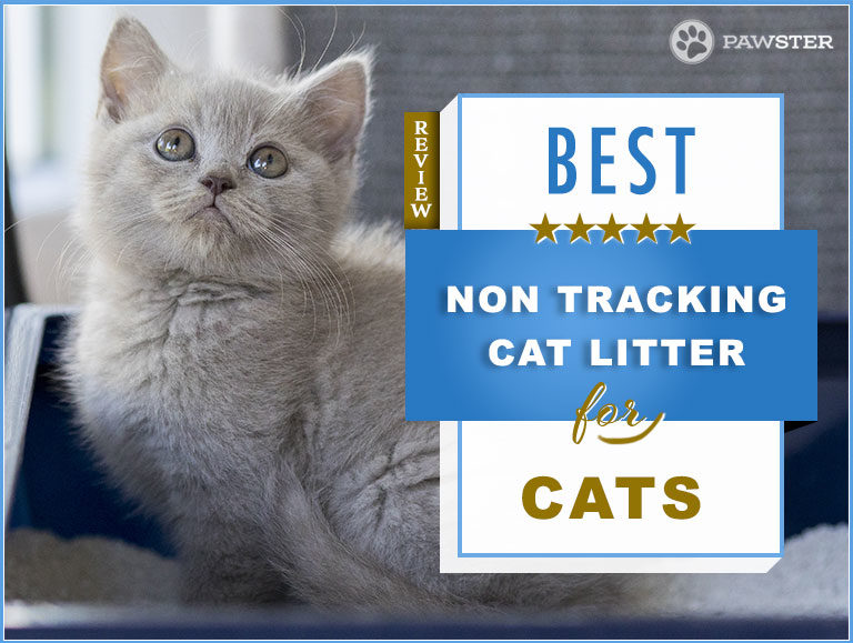 9 Best Non Tracking Cat Litters – Top Low Tracking Options in 2022