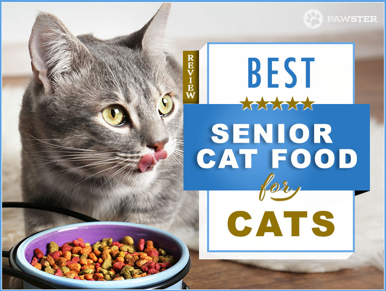 Our 2019 Guide to Picking the Best Senior Cat Food for Elderly Cats