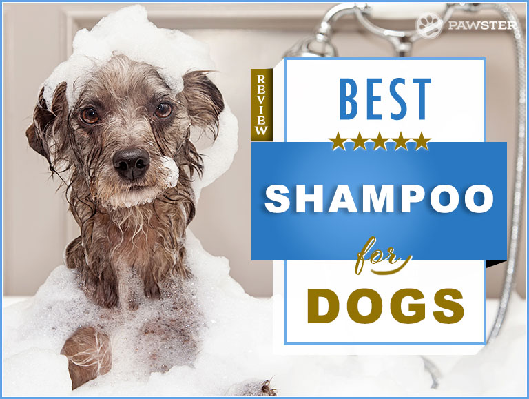 best shampoo for long haired dogs