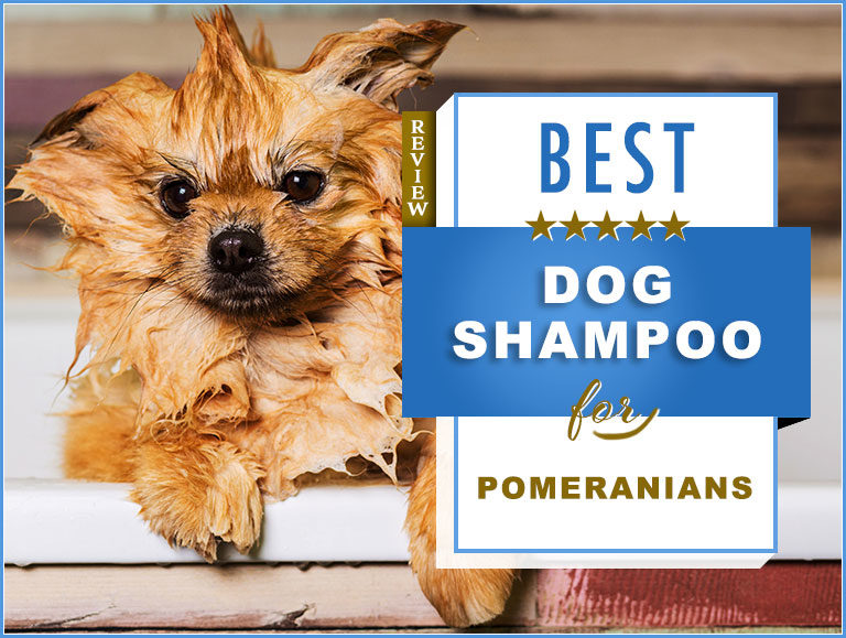 6 Best Shampoos For a Pomeranian: 2023 Buyers Guide