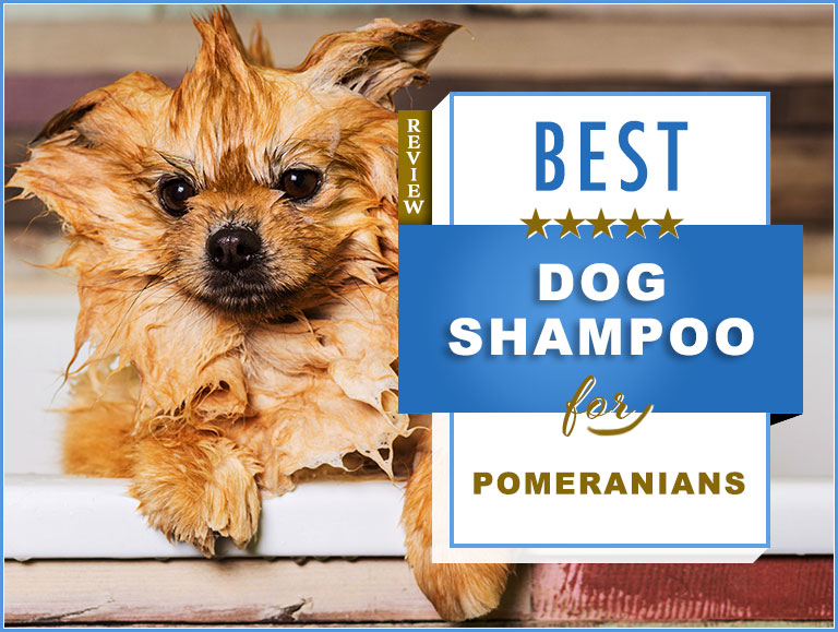 pomeranian beauty shampoo