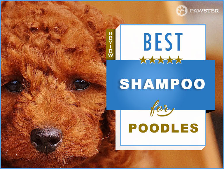 6 Best Shampoos for a Poodle in 2022