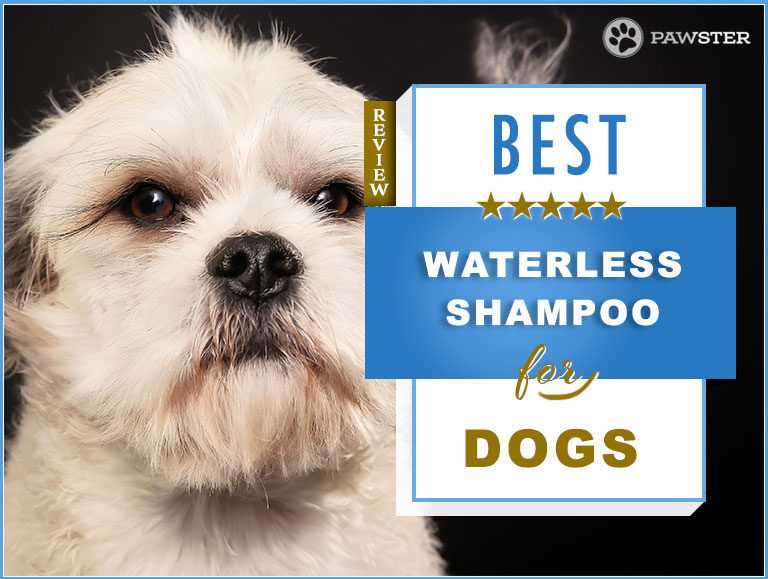 5 Best Waterless Shampoos for Dogs in 2022