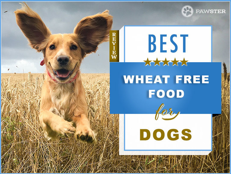 7 Best Dog Foods that Don’t Contain Wheat