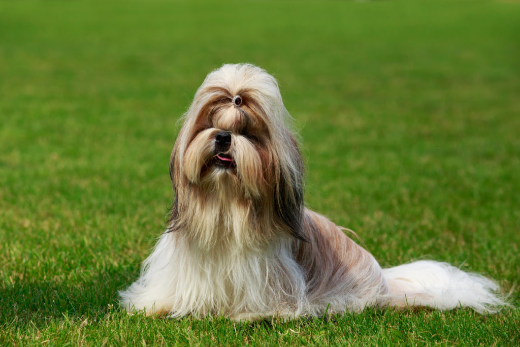 7 Best Shih Tzu Shampoos On The Market: Our 2023 Guide - Pawster