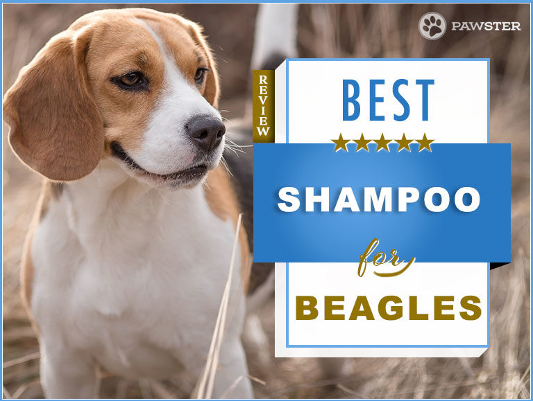 6 Best Beagle Shampoos On The Market: Our Review