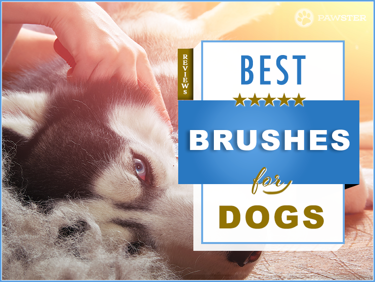 8 Best Dog Brushes: Our In-Depth Guide to Dog Brushes