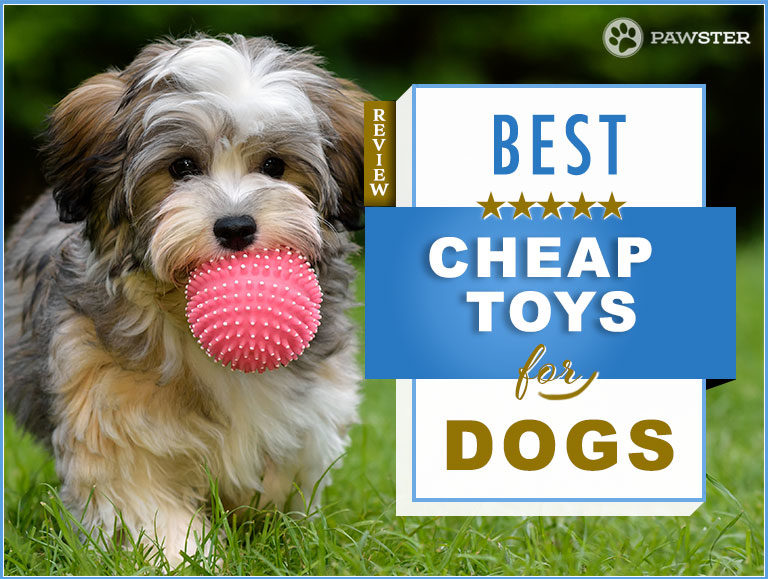 The 7 Best Cheap (Inexpensive) Dog Toys On The Market: Our Guide