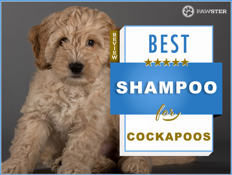 7 Best Cockapoo Shampoos On The Market: Our 2022 Guide