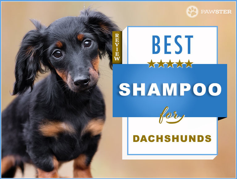 7 Best Dachshund Shampoos On The Market: Our 2022 Guide