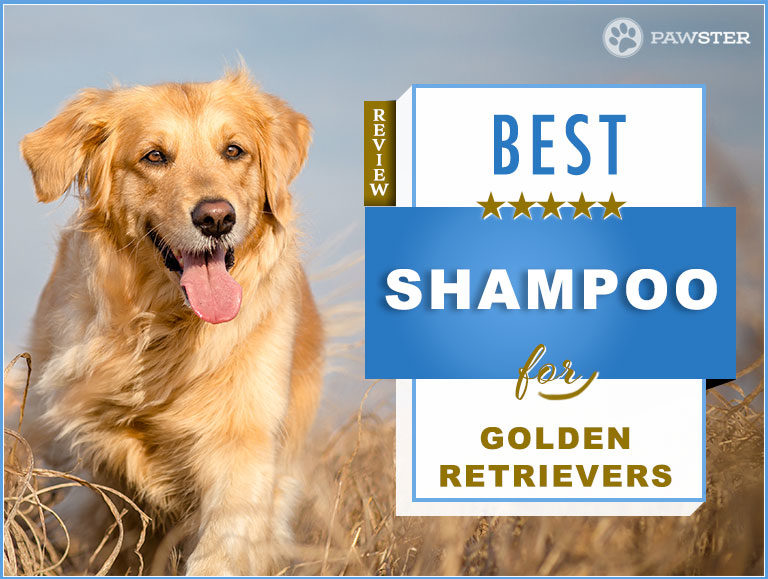 7 Best Golden Retriever Shampoos On The Market: Our 2023 Guide
