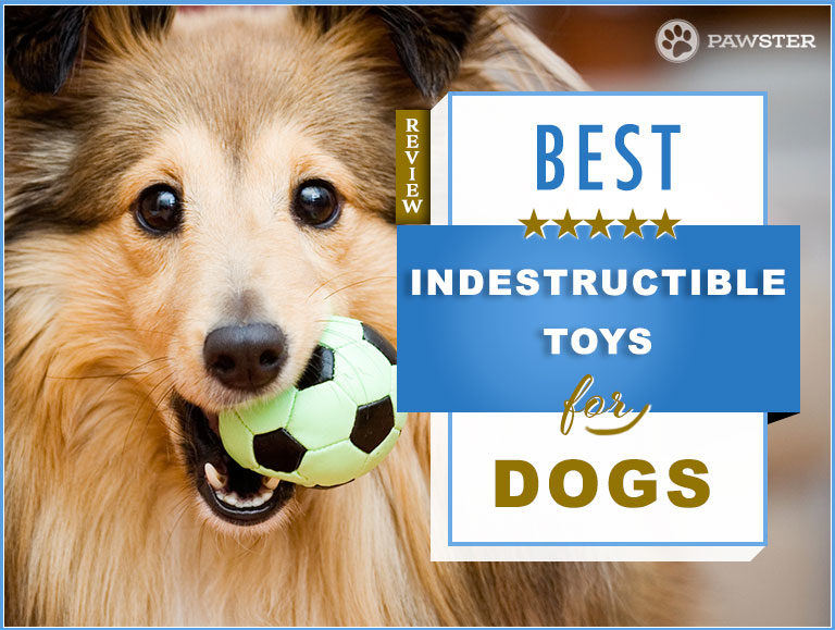 Top 6 Best Indestructible Dog Toys for Aggressive Chewers
