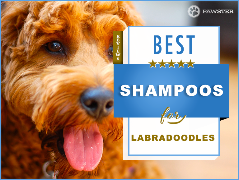 7 Best Labradoodle Shampoos On The Market: Our 2022 Review