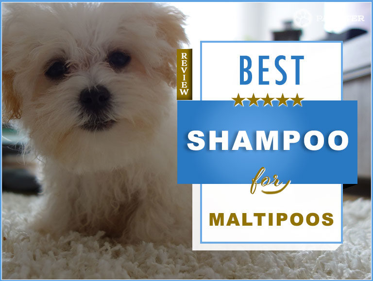 7 Best Maltipoo Shampoos On The Market: Our Review