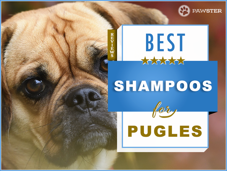 7 Best Puggle Shampoos On The Market: Our Review