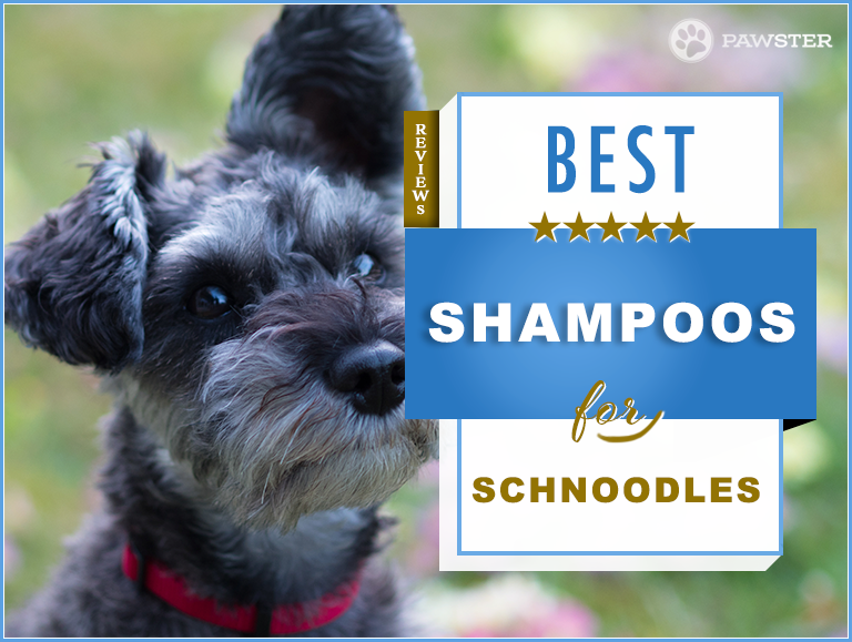 The 7 Best Schnoodle Shampoos On The Market: Our Review