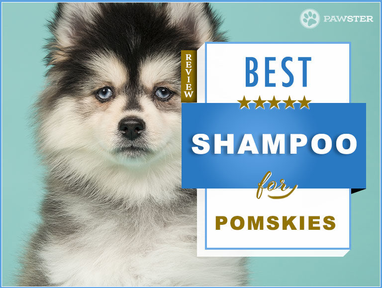 7 Best Pomsky Shampoos On The Market: Our Guide