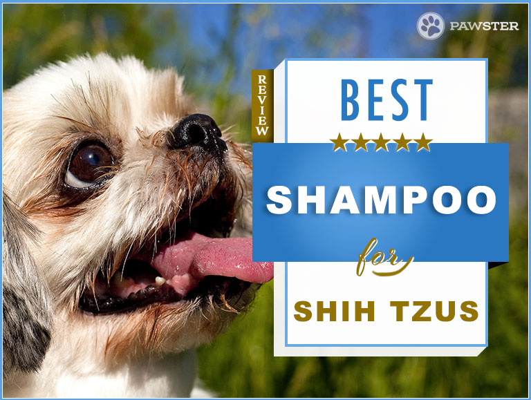 best dog shampoo for shih tzu