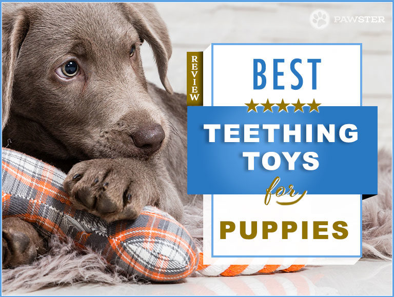 7 Best Puppy Teething Toys: Our In-Depth Teething Guide