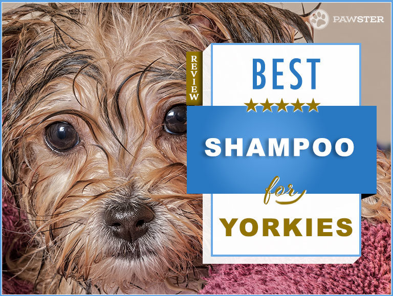 6 Best Yorkie Shampoos Plus our Best Allergy Shampoo