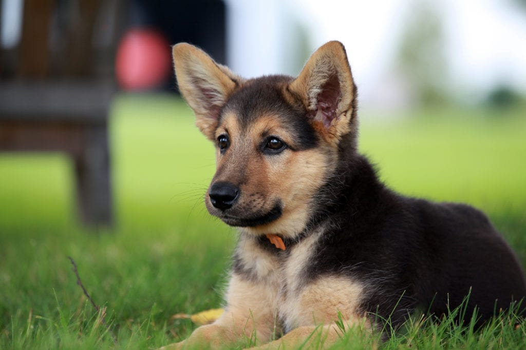 best puppy food for german shepherd puppies