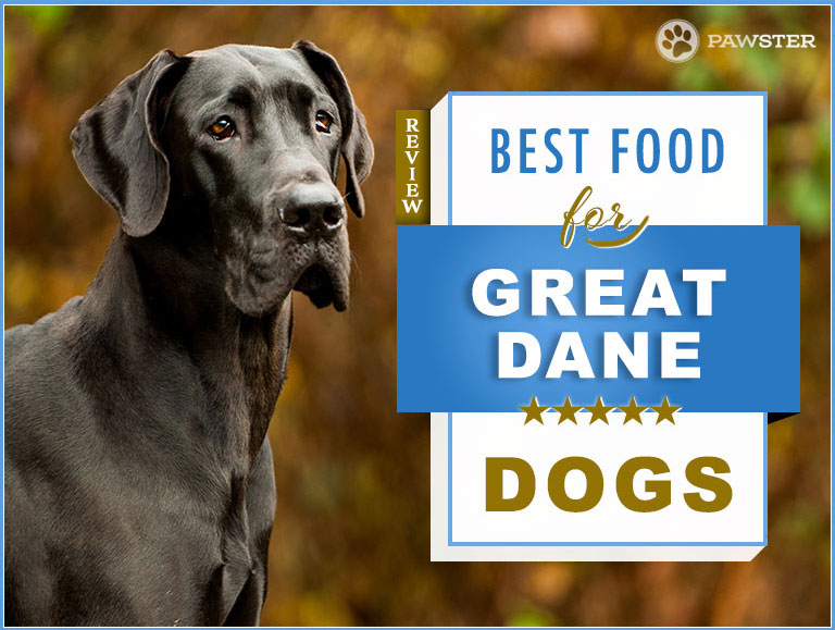 Great Dane Dog Foods for an Adult 