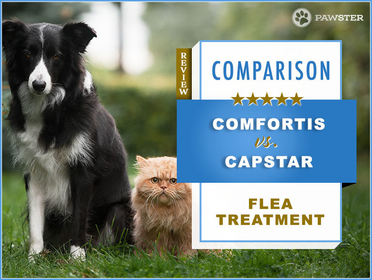 Comfortis vs. Capstar : Comparison and Key Differences