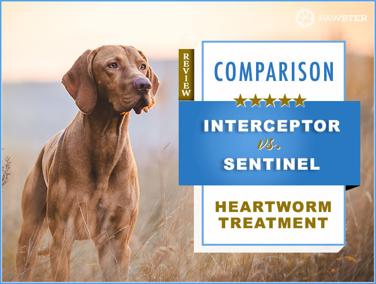 Interceptor vs. Sentinel : Comparison and Key Differences
